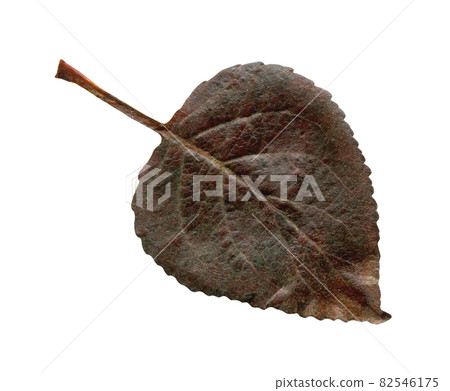 Isolated black autumn leave 82546175