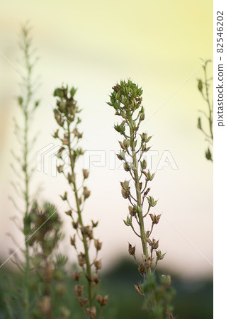 Delphinium field to production seed industry. Delphinium seeds of flowers 82546202