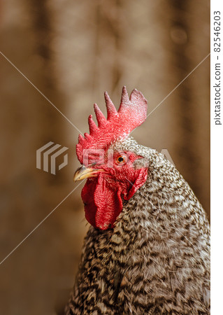 Motley rooster close on farm 82546203