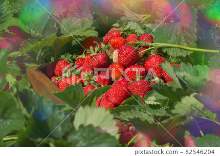 Crate full of strawberries in the field 82546204