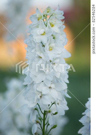 Delphinium flowers plant growth in organic greenhouse garden 82546284