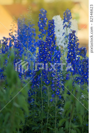 Candle Larkspur double flowers. Candle Delphinium or English Larkspur 82546623