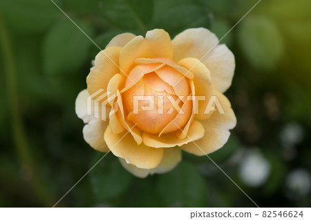 Orange beautiful roses on fresh green leaf background 82546624
