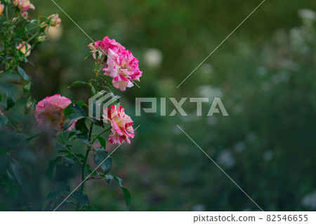 Beautiful striped rose Beautiful striped rose 82546655