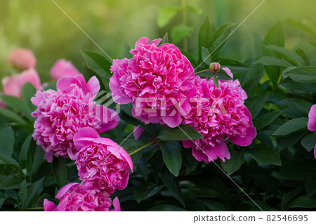 Blooming pink peony flower. Pink flowers peonies flowering 82546695