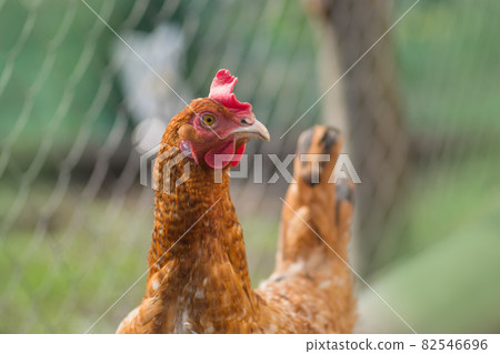Detail of brown hen head 82546696