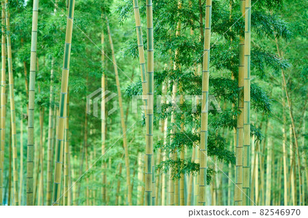 Bamboo grove of Jinming Meng sect bamboo 82546970