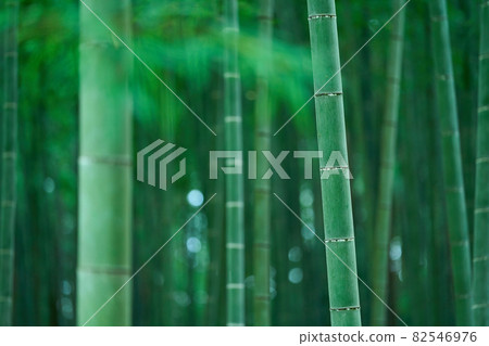 Bamboo forest of Moso bamboo 82546976