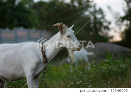 Adult village goat on farm. Back garden pets Adult village goat on farm. Back garden pets 82546995