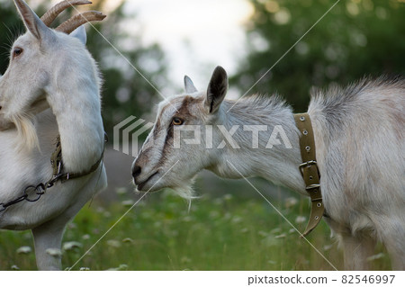 Goats are grazed on pasture. Goats grazing at sunset. Domestic goats grazing in a pasture 82546997
