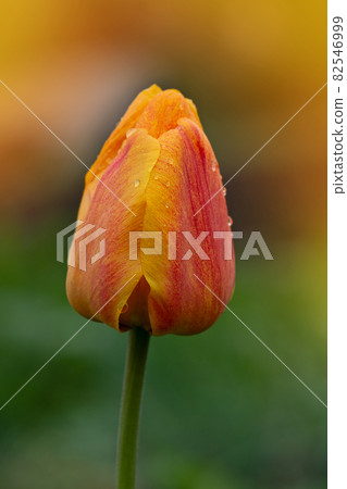 Beautiful tulip with stripe. Natural floral background 82546999
