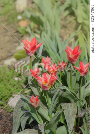 Beautiful tulip with stripe. Czaar Peter tulip Beautiful tulip with stripe. Czaar Peter tulip 82547063