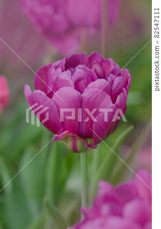 Purple violet tulip in the garden Purple violet tulip in the garden 82547111