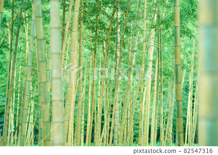 金明孟宗竹林 照片素材 圖片 圖庫