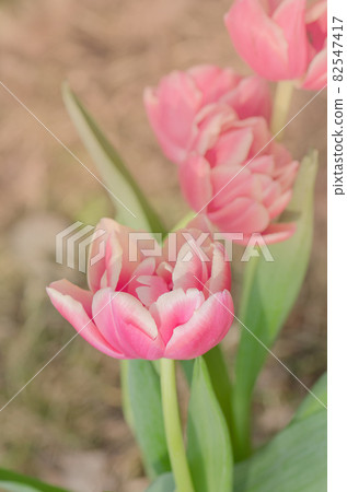 Red and white bicolour tulip Wirosa Red and white bicolour tulip Wirosa 82547417