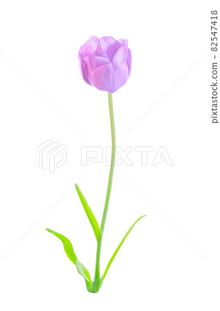 Purple violet tulip flowerwith green leaves isolated Purple violet tulip flowerwith green leaves isolated 82547418