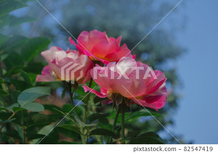 Blooming red rose Shanti. Red flowering rosa. Blooming red rose Shanti. Red flowering rosa. 82547419