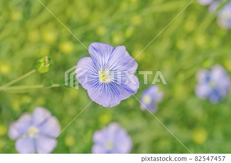 Linum lewisii flower. Blue flax flowers Linum lewisii flower. Blue flax flowers 82547457