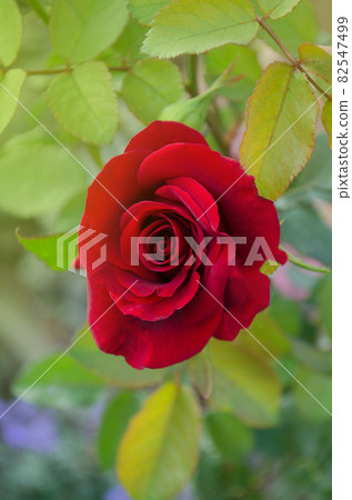 Red rose Kardinal blooming in roses garden Red rose Kardinal blooming in roses garden 82547499