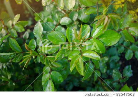 Green rose leaf growing on the branches Green rose leaf growing on the branches 82547502