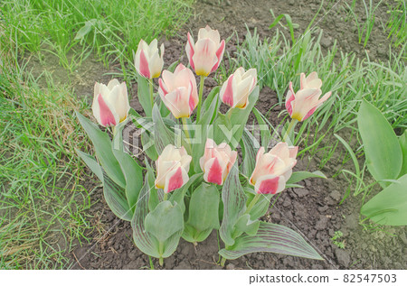 Red and white color tulips Red and white color tulips 82547503