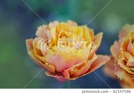 Sensual Touch orange tulip Sensual Touch orange tulip 82547586