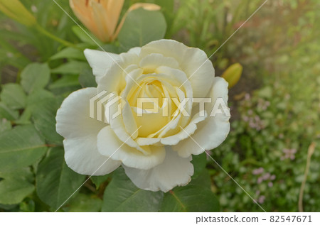 Bush of white roses. White rose flowers. White rose Elina. Bush of white roses. White rose flowers. White rose Elina. 82547671