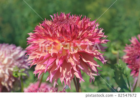 Dahlia blossom plant blend of mauve and peach color Dahlia blossom plant blend of mauve and peach color 82547672