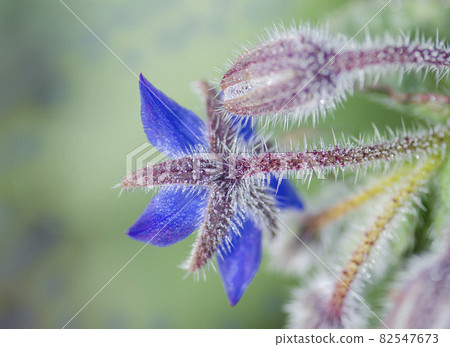 Borage flowers in garden Borage flowers in garden 82547673