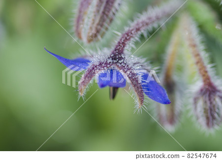 Borage flowers in garden 82547674