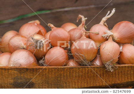 Lot of onions in crate. Lot of onions in crate. 82547699