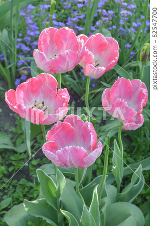Pink parrot tulip closeup 82547700