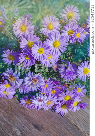 Bushes blooming asters Bushes blooming asters 82547715