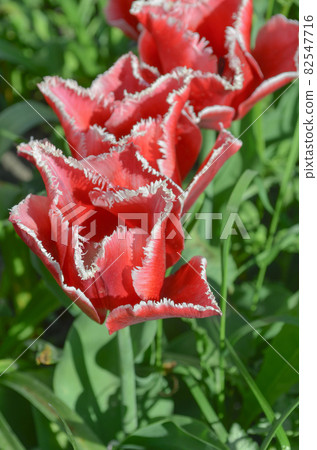 Pink tulip Bell song with white fringed edges. Bell song tulip. 82547716