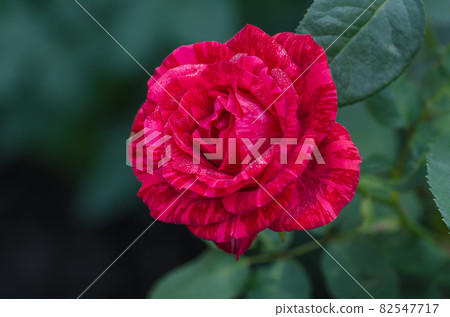 Red roses with white stripes Red Intuition 82547717