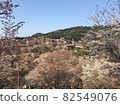 Yoshinoyama Senbonzakura 82549076