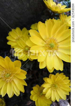 Adonis ramosa, spring ramosa Adonis ramosa, spring ramosa 82549094