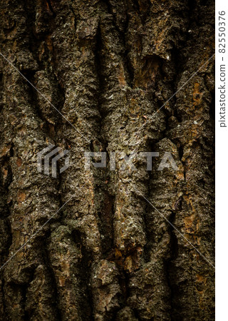 Tree bark rough texture close up Tree bark rough texture close up 82550376