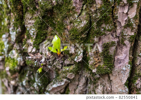young sprout with green leaves on the background of a tree trunk close up young sprout with green leaves on the background of a tree trunk close up 82550841