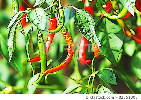 Pastel-like "red pepper Nanban pepper field fruit" illustration image Pastel-like "red pepper Nanban pepper field fruit" illustration image 82551005