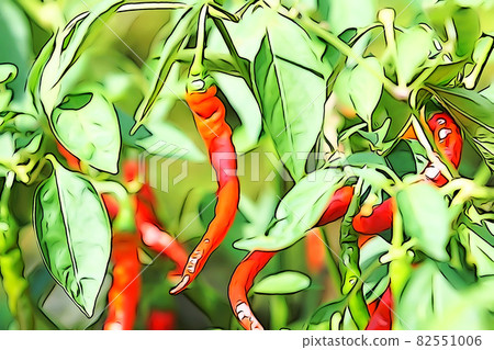 Pastel-like "red pepper Nanban pepper field fruit" illustration image 82551006