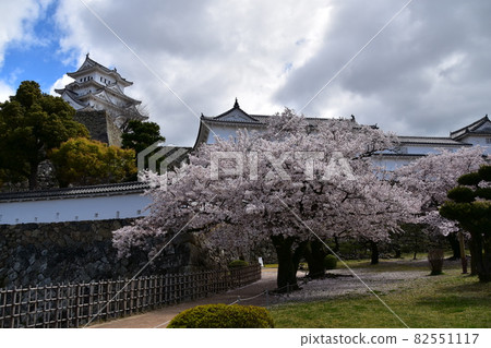 日本兵庫縣姬路市姬路城，世界遺產，國寶，春天的櫻花和宏偉的城樓 82551117