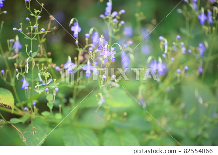 Flowers of Caliphone Flowers of Caliphone 82554066