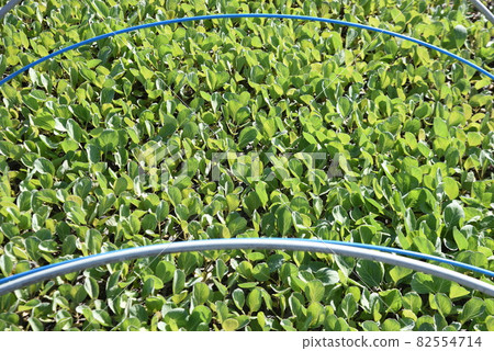 Cabbage cultivation Cabbage cultivation 82554714