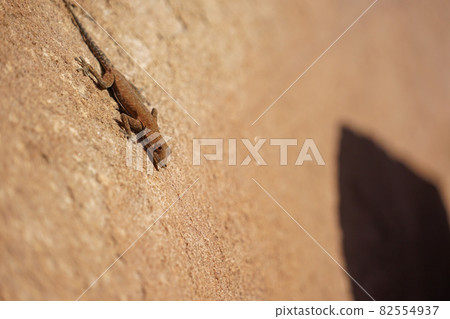 Twyfelfontein gecko 82554937