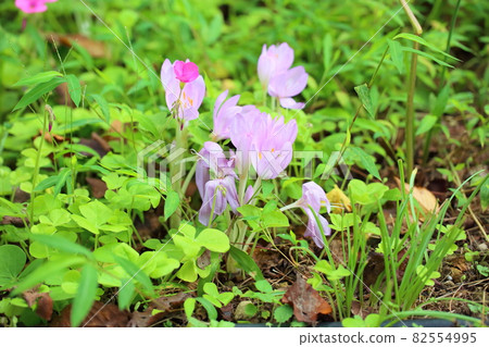 Corticum flowers 82554995