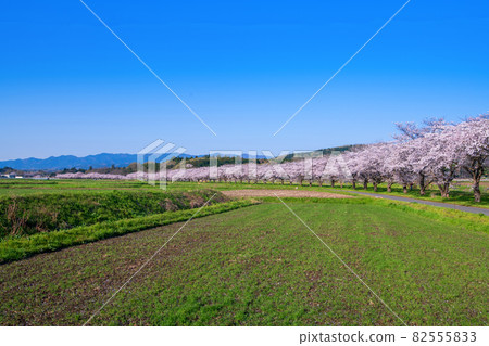 Along the Toki River, a row of cherry blossom trees in full bloom, spring scenery 82555833