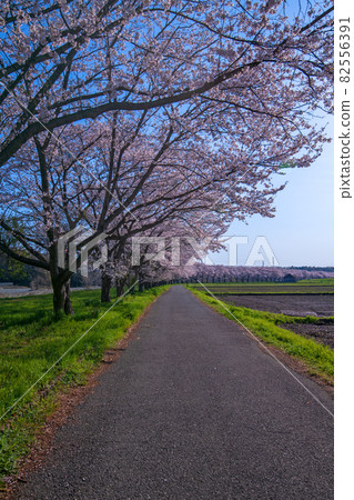 Along the Toki River, a row of cherry blossom trees in full bloom, spring scenery 82556391