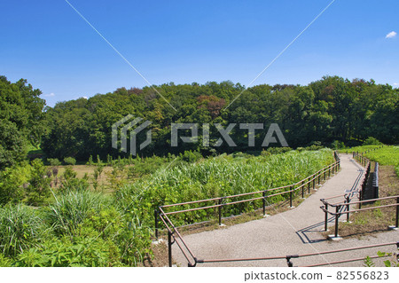 [町田市]藥鹿池公園四季彩之森西園 82556823