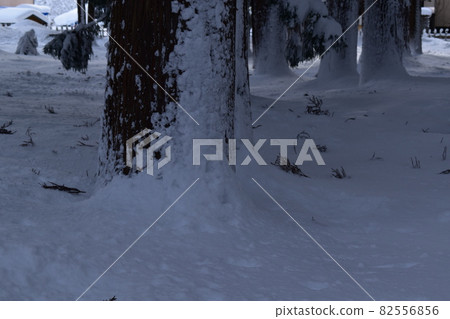 A tree that seems to grow out of the snow 82556856